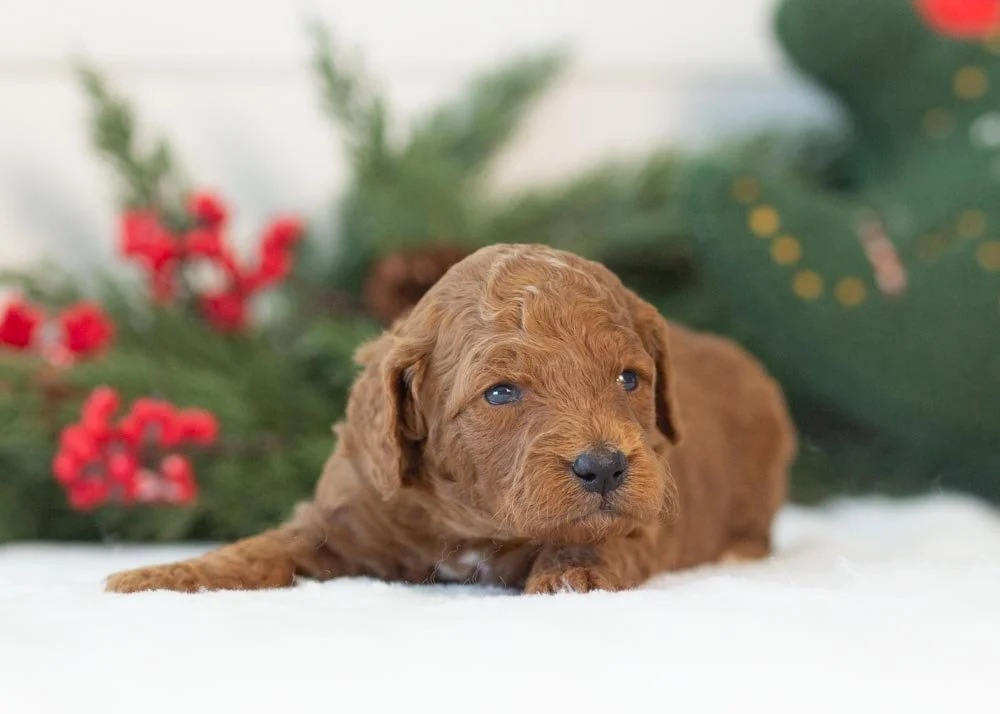 Grinch goldendoodle for sale(3).jpg