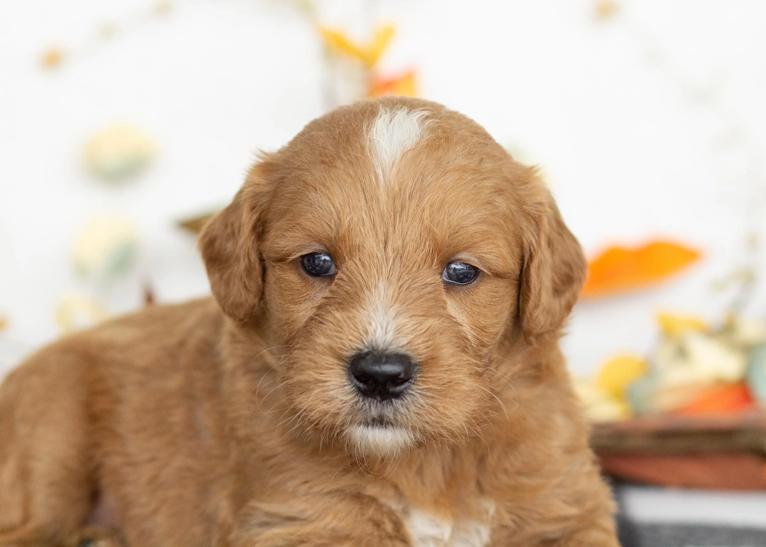 Walker goldendoodle for sale(2).jpg