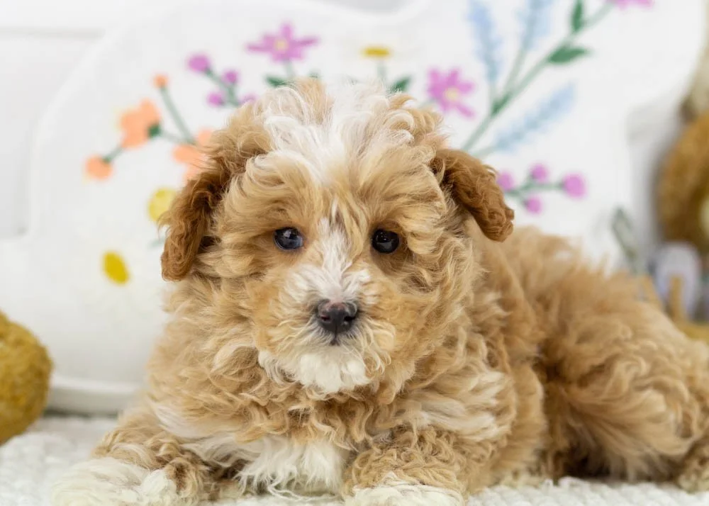 goldendoodle for sale