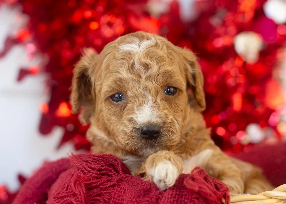 goldendoodle for sale