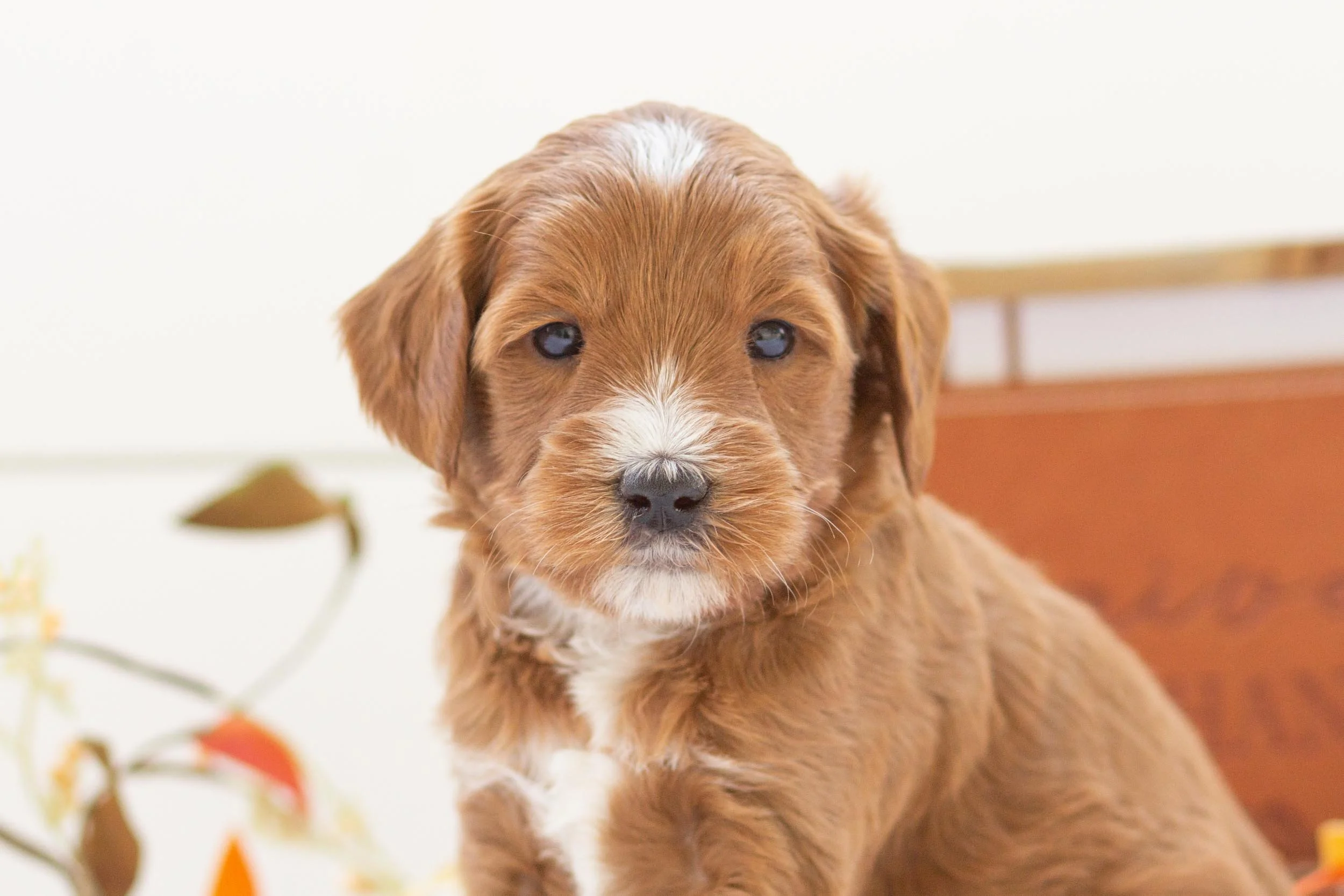 squash goldendoodle for sale.jpg