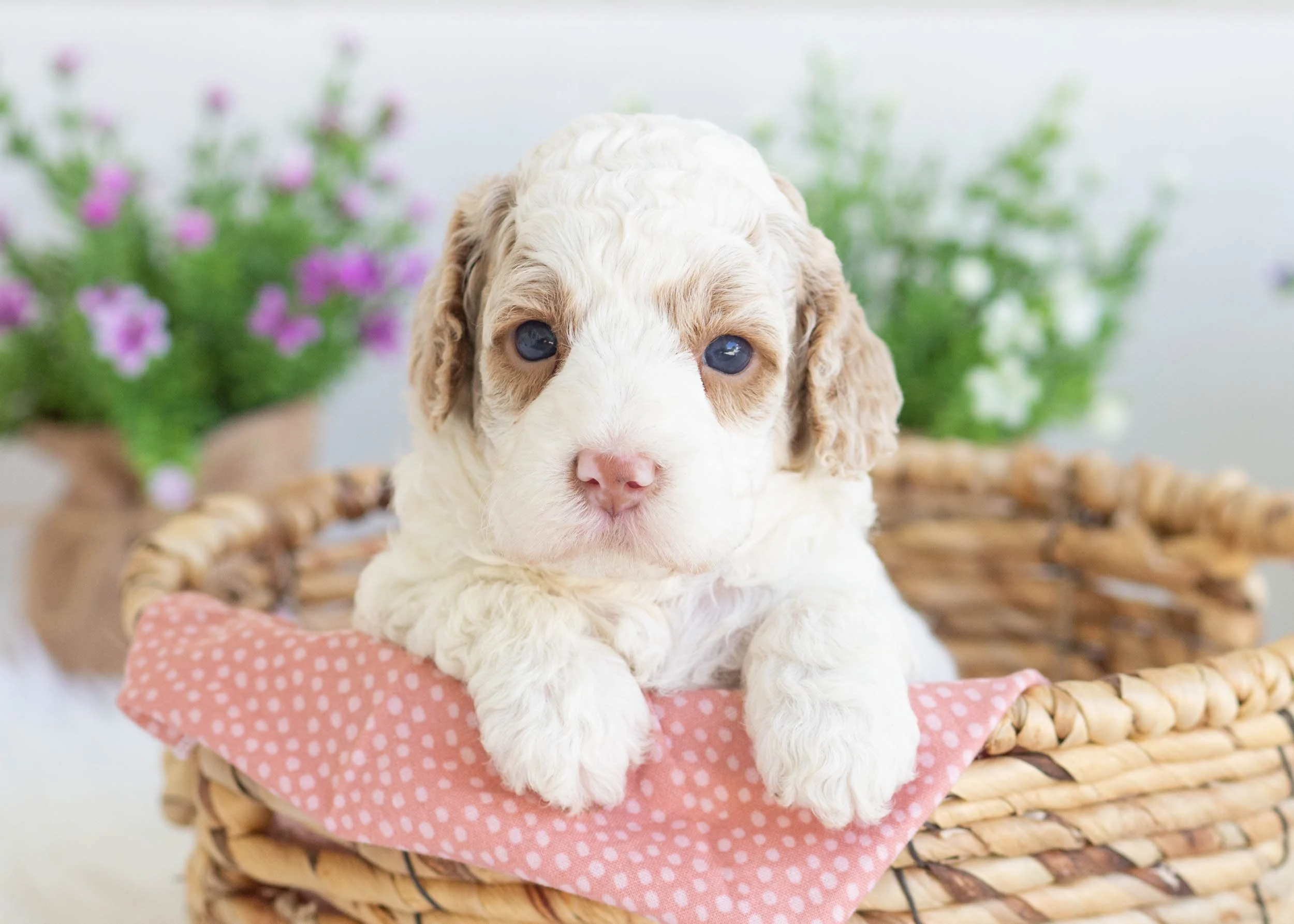 Zara Goldendoodle For Sale(3).jpg