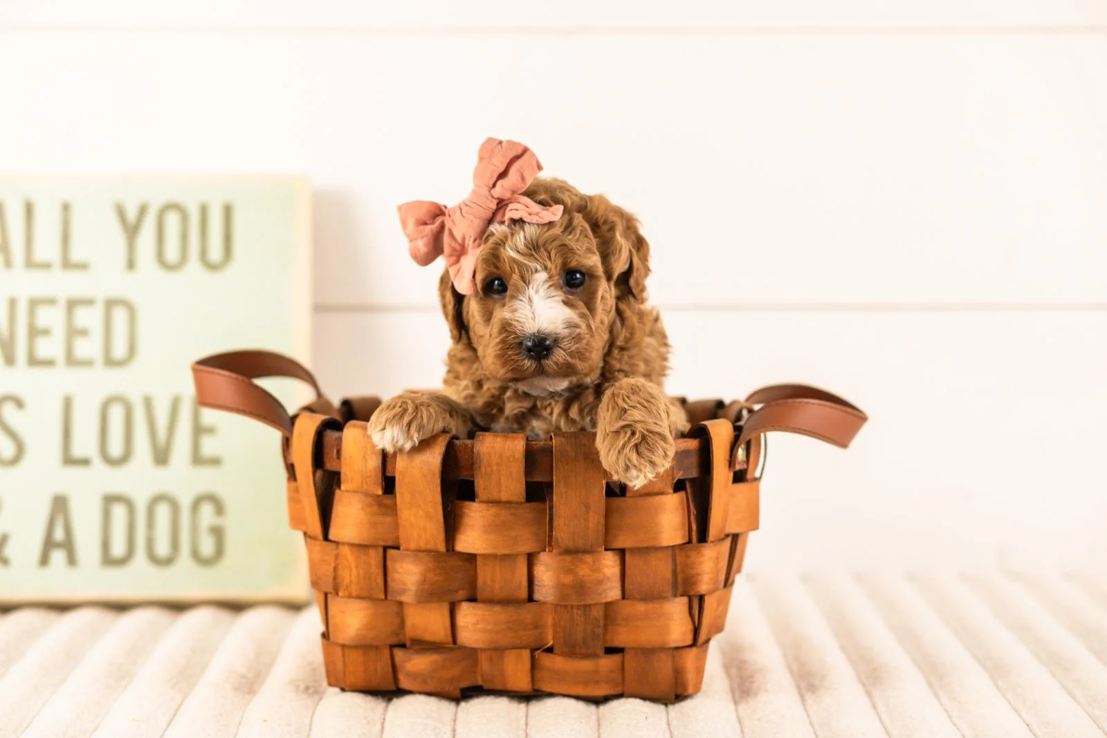 Ivory goldendoodle for sale(3).jpg