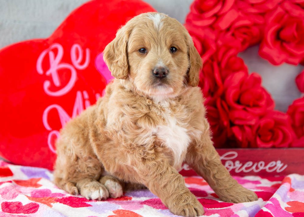 Snare goldendoodle for sale.jpg