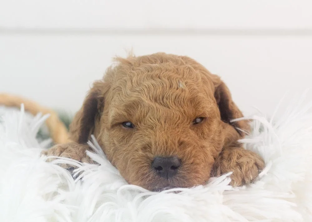 Vinnie goldendoodle for sale(1).jpg