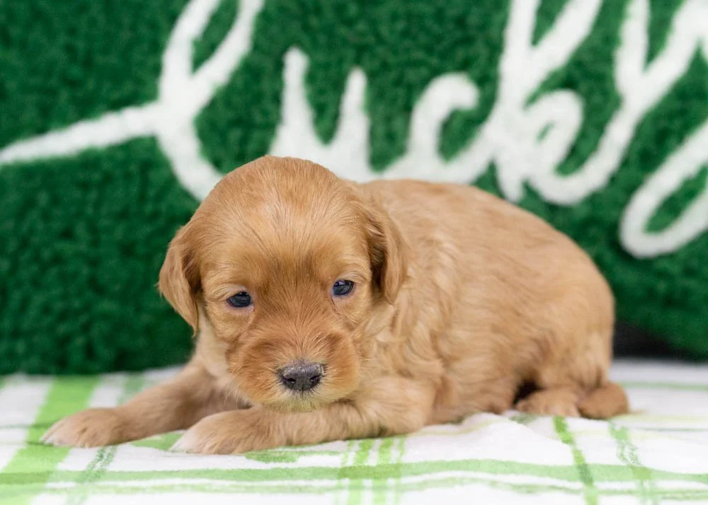 Benny goldendoodle for sale(2).jpg