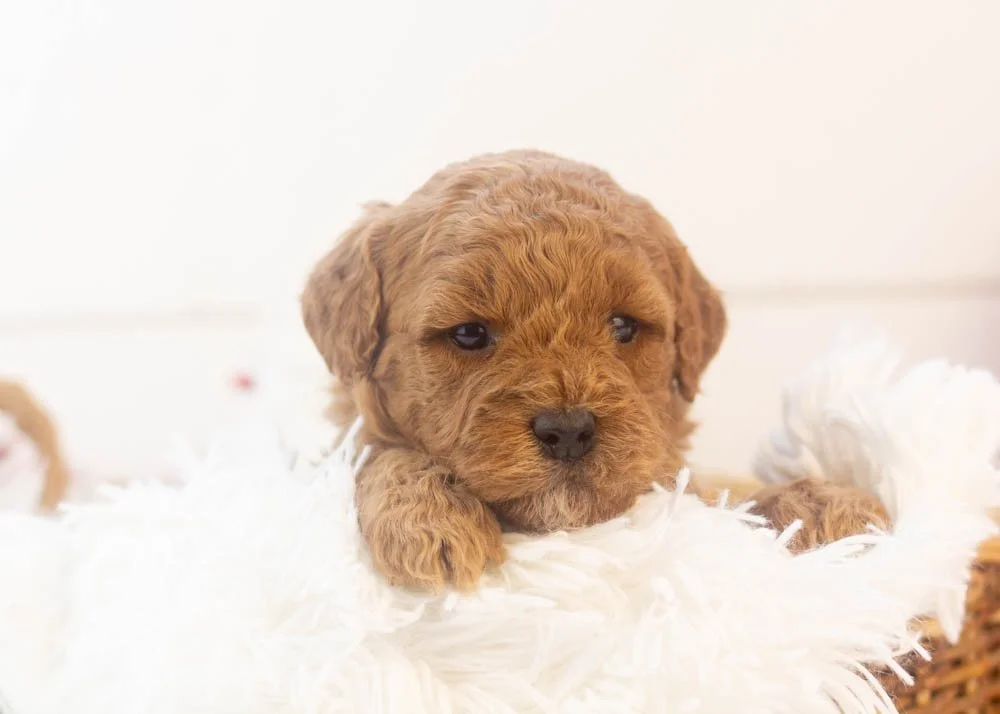 Icicle goldendoodle for sale(1).jpg