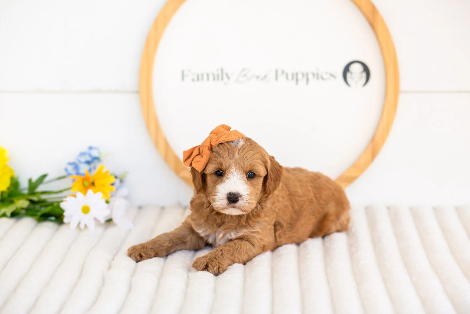 mary goldendoodle for sale.jpg