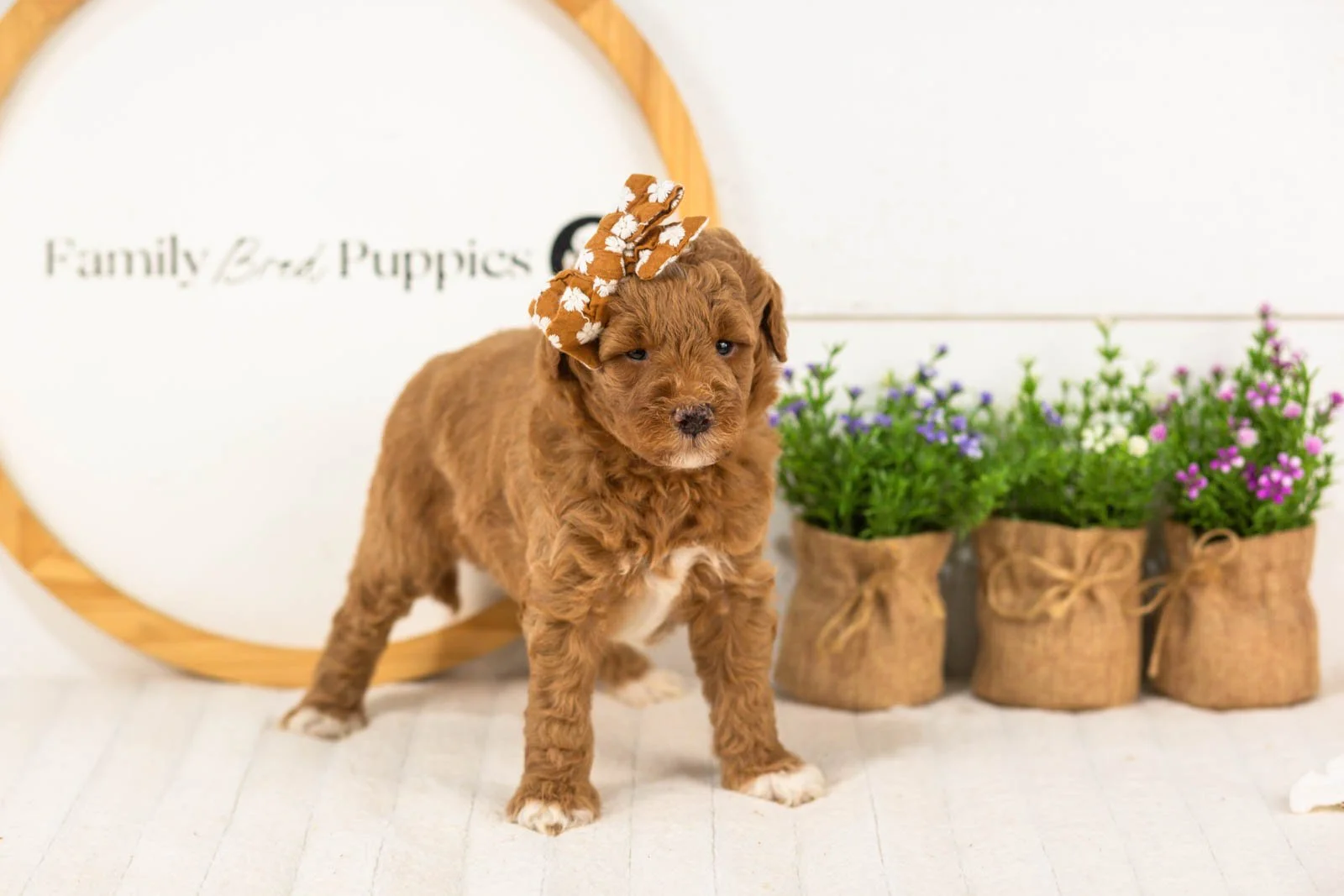 Serenity goldendoodle for sale(2).jpg