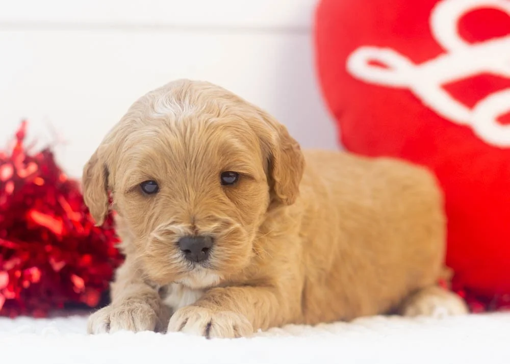 Blizzard goldendoodle for sale.jpg