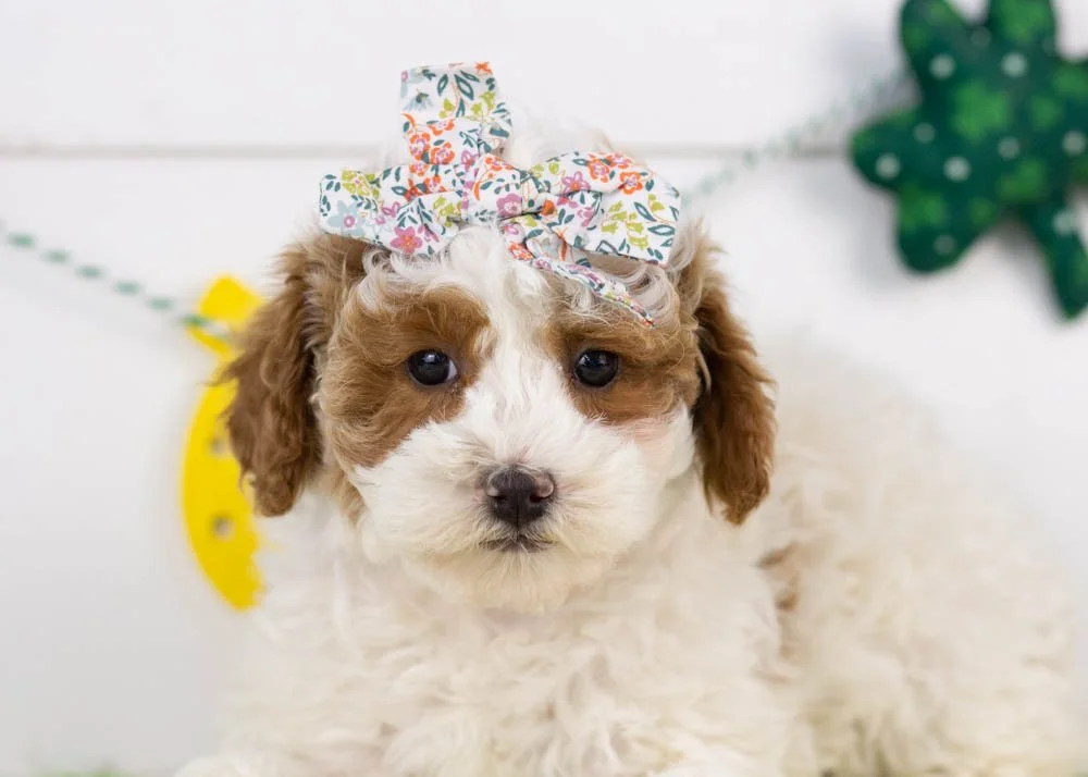 Porsche goldendoodle for sale(3).jpg