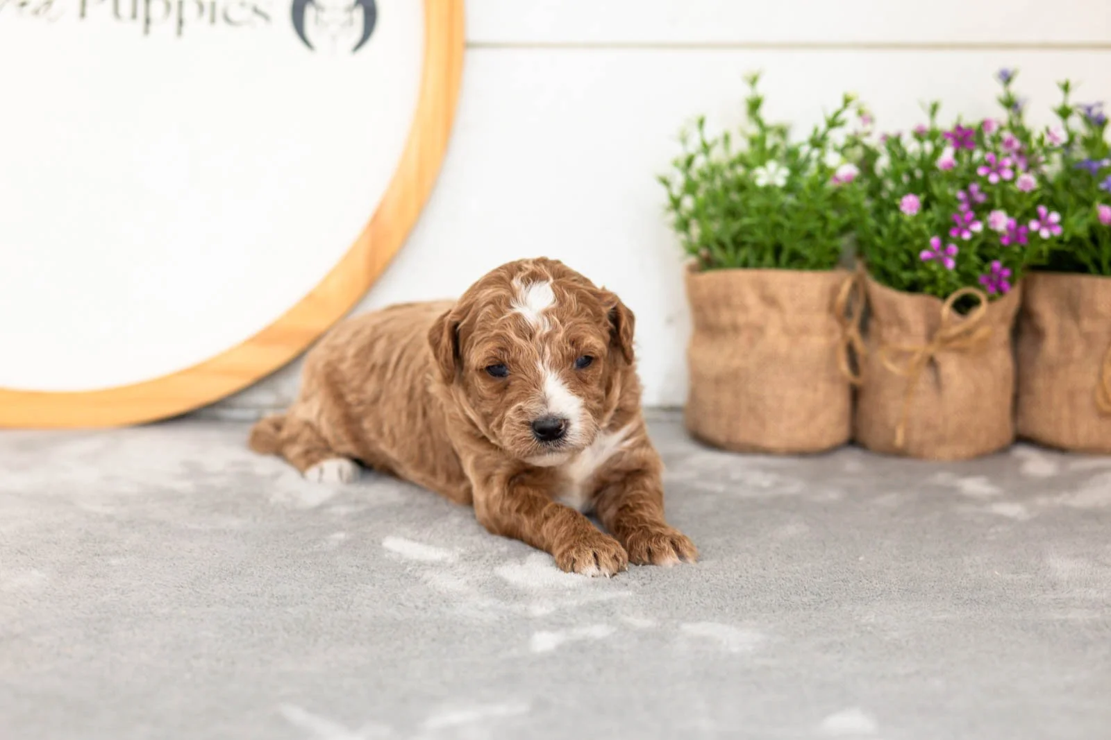 Evee goldendoodle for sale.jpg