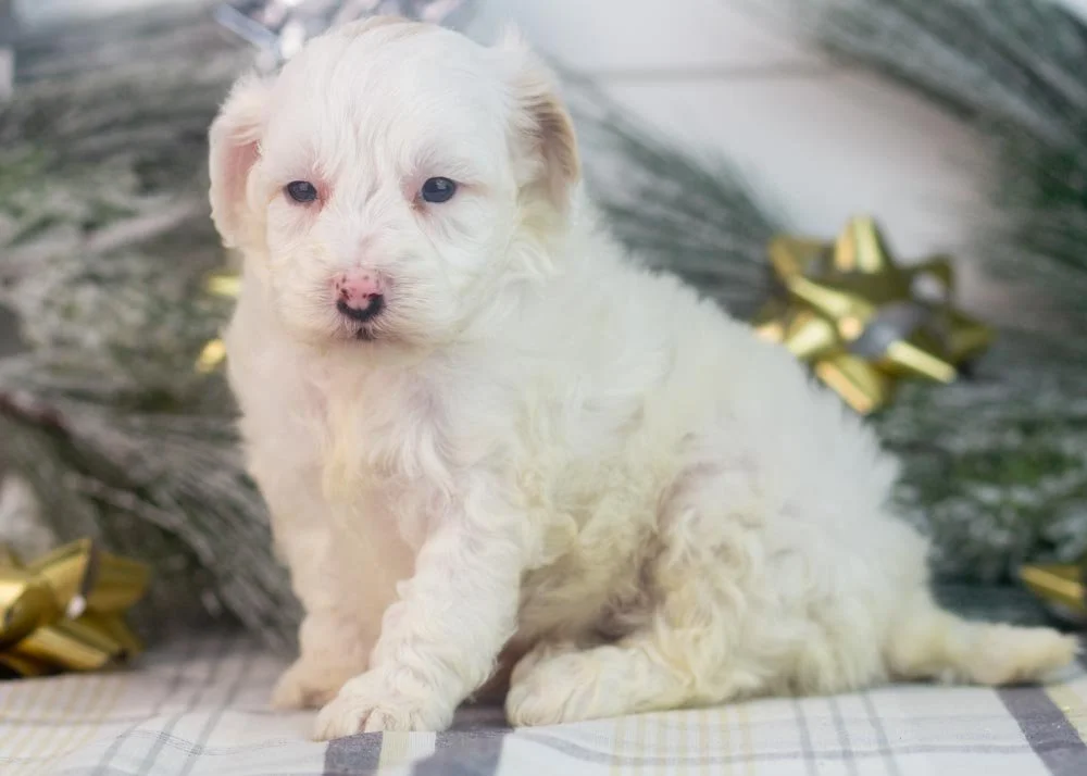Lucky goldendoodle for sale(3).jpg