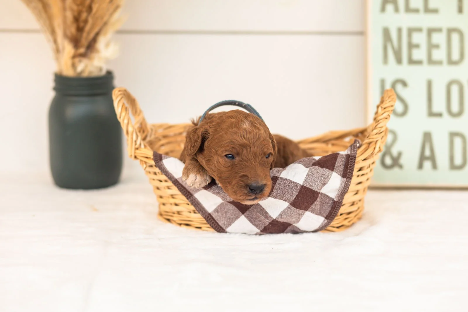 Pooh goldendoodle for sale(3).jpg
