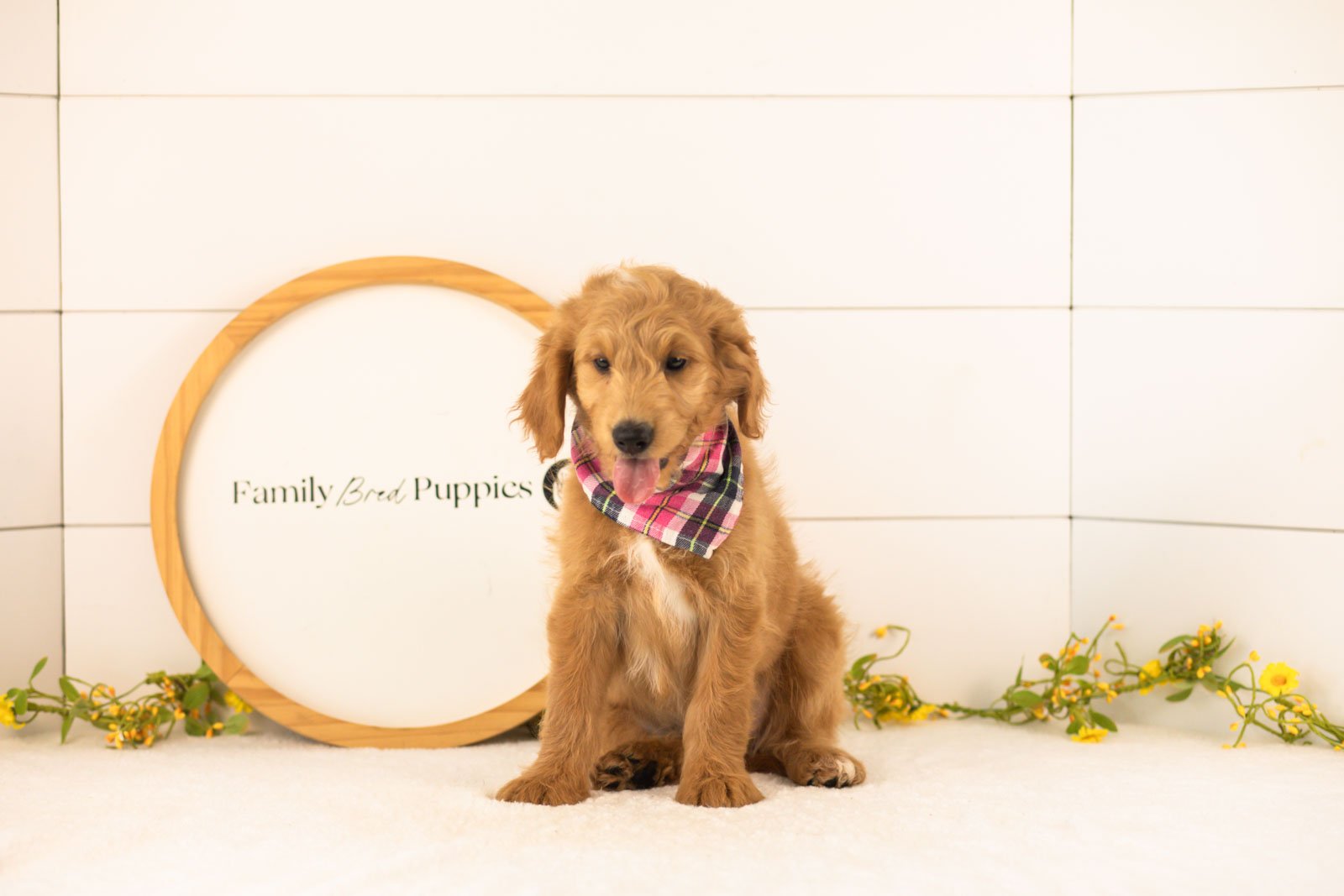 Putzie goldendoodle for sale.jpg