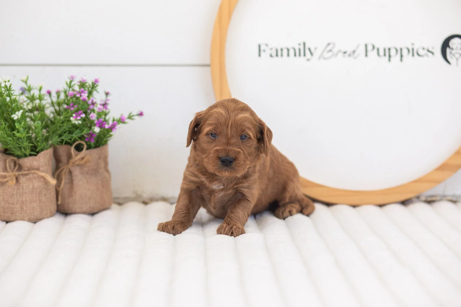molly goldendoodle for sale(2).jpg