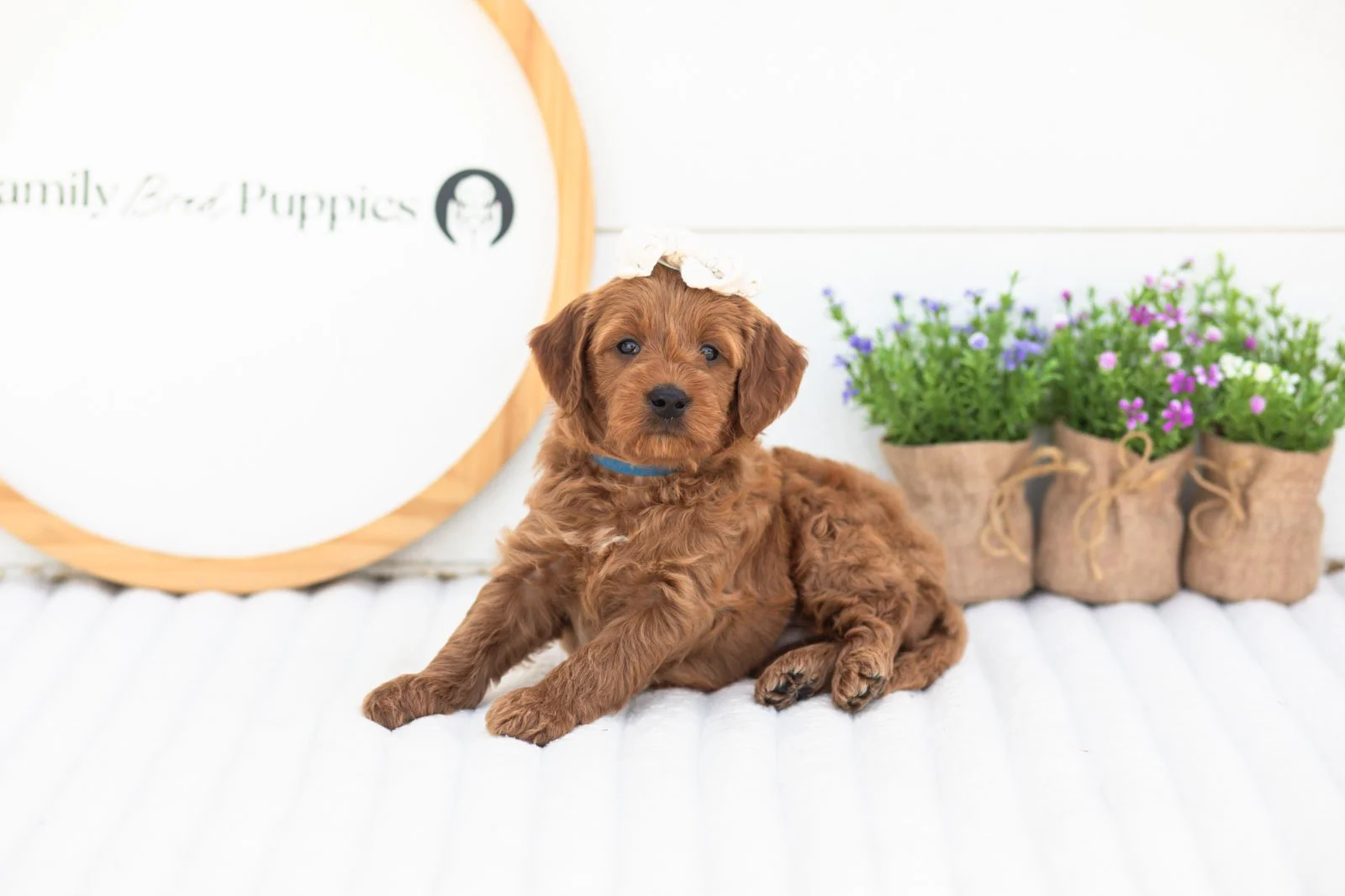 Molly goldendoodle for sale(1).jpg