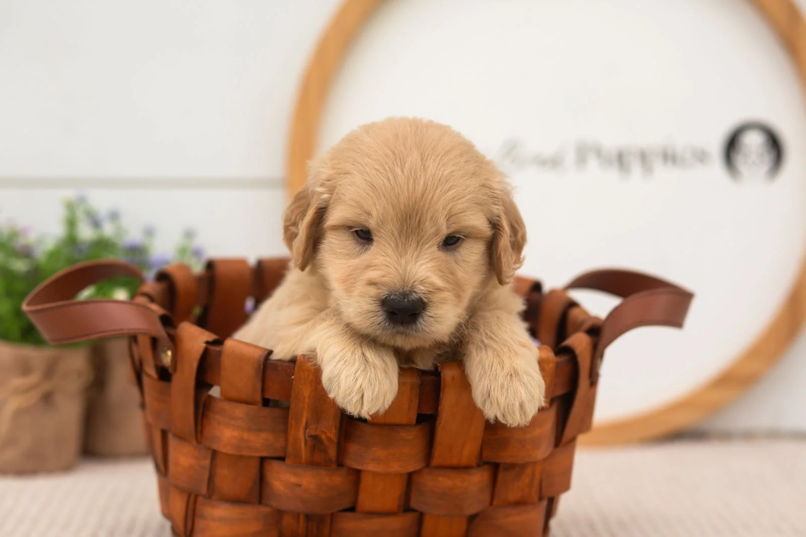 emry goldendoodle for sale(3).jpg