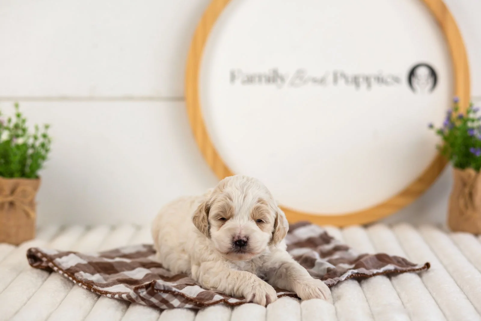 jasper goldendoodle for sale(1).jpg