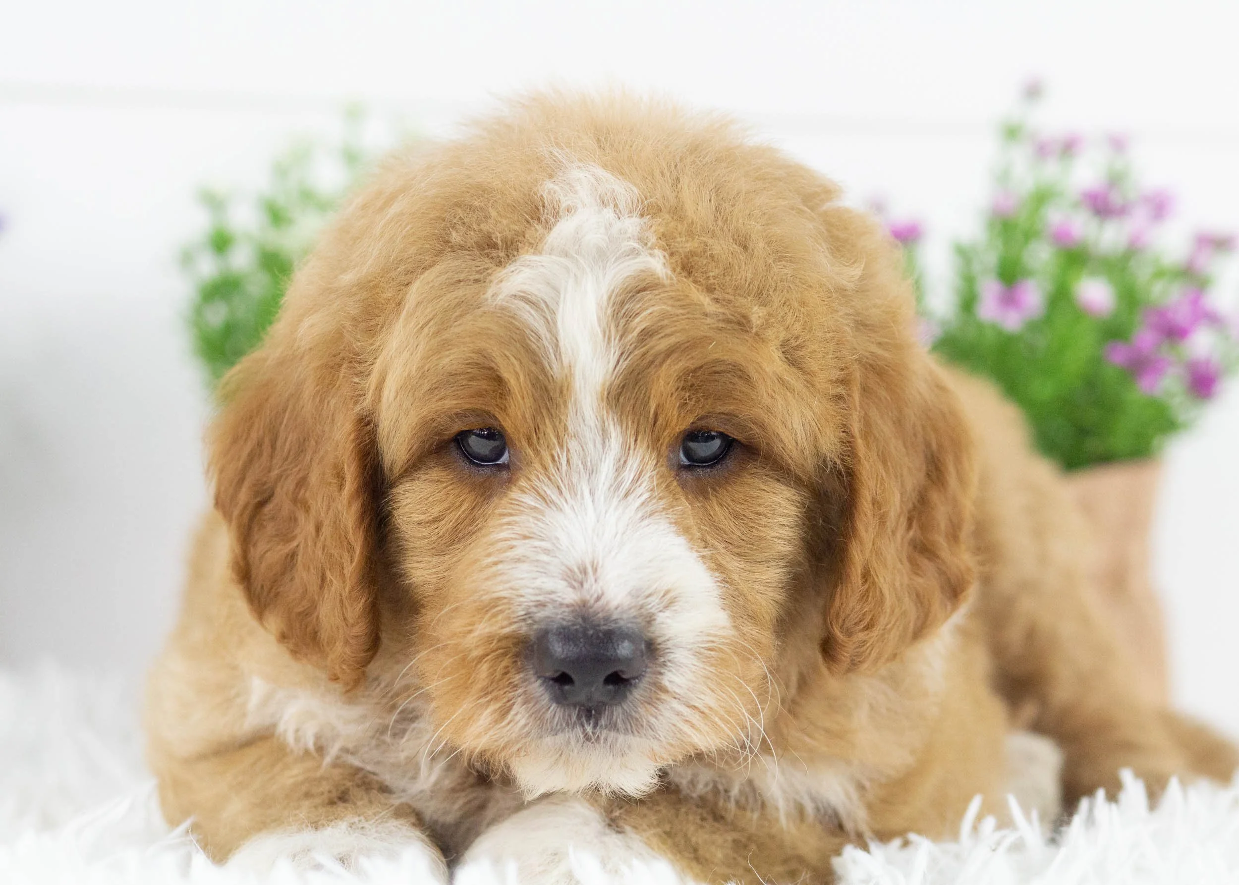 Eagle goldendoodle for sale(1).jpg