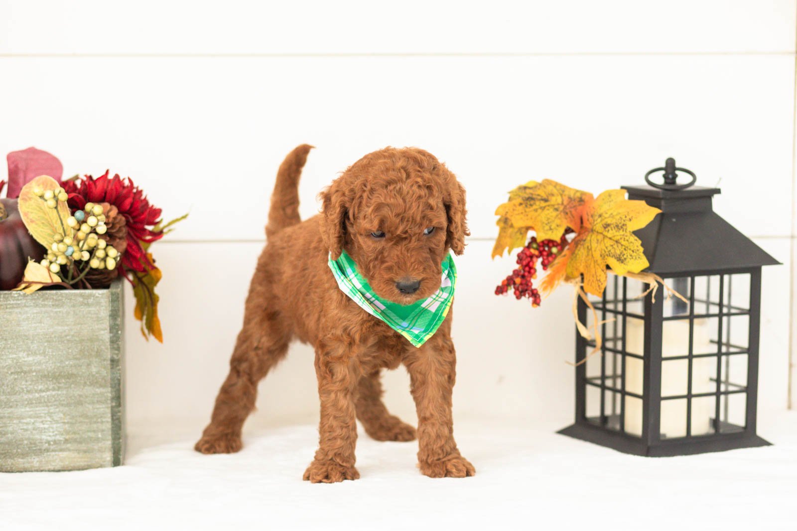 Roo goldendoodle for sale(2).jpg