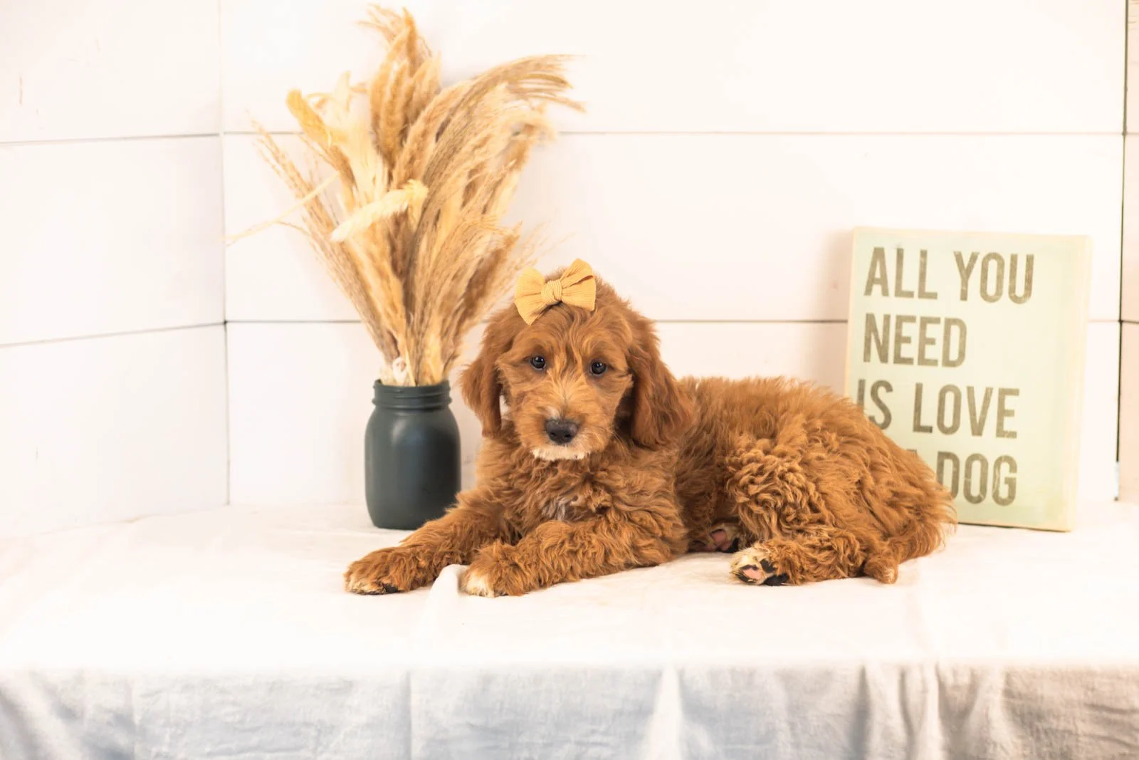 Ophelia goldendoodle for sale.jpg