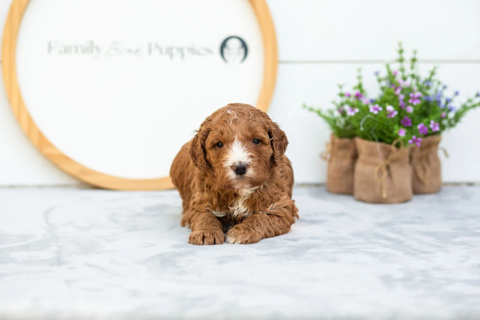 Miso goldendoodle for sale(1).jpg