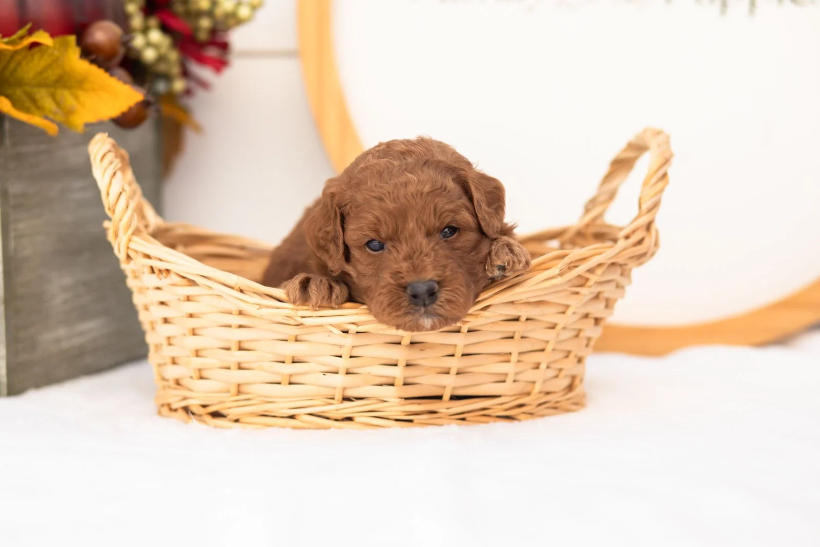 Jonathan goldendoodle for sale(2).jpg