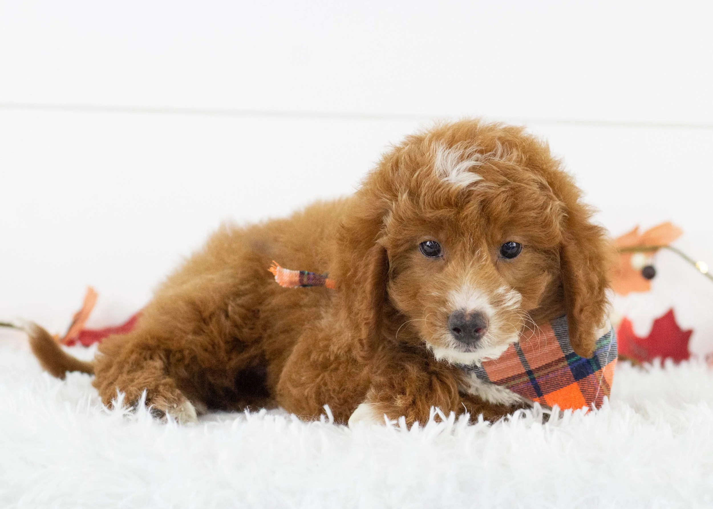 Oscar goldendoodle for sale.jpg