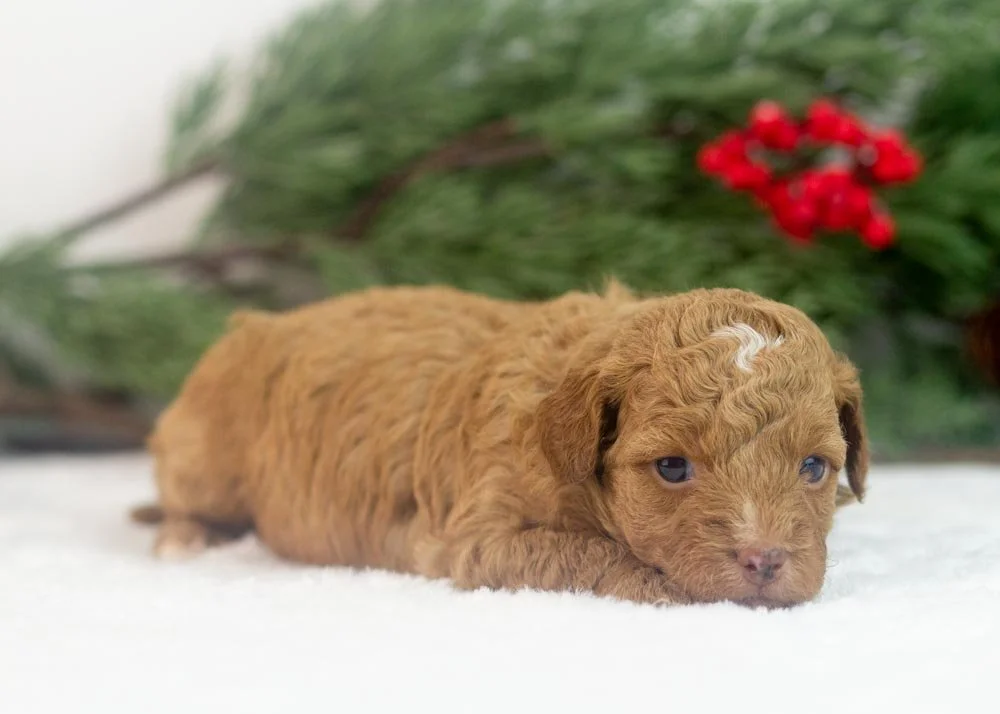 Peach goldendoodle for sale(2).jpg