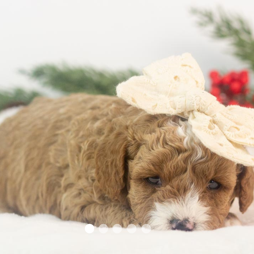 Copy of FBP Design.png