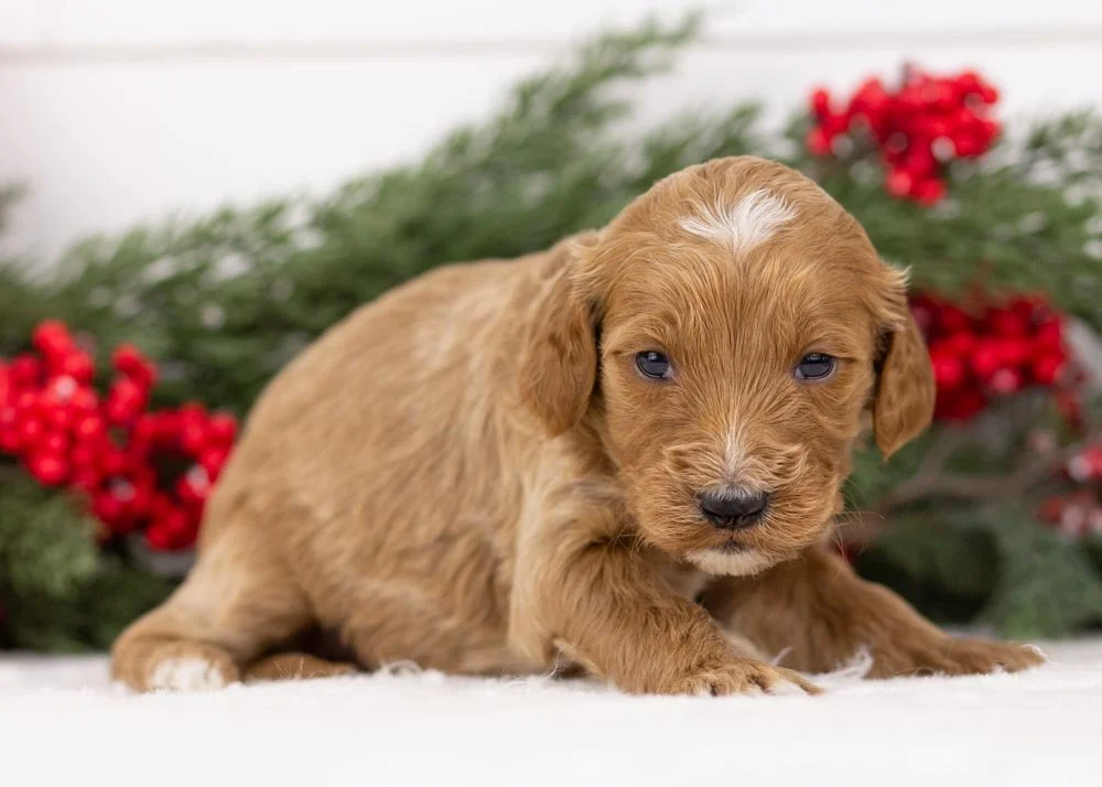 Jazz goldendoodle for sale.(2).jpg