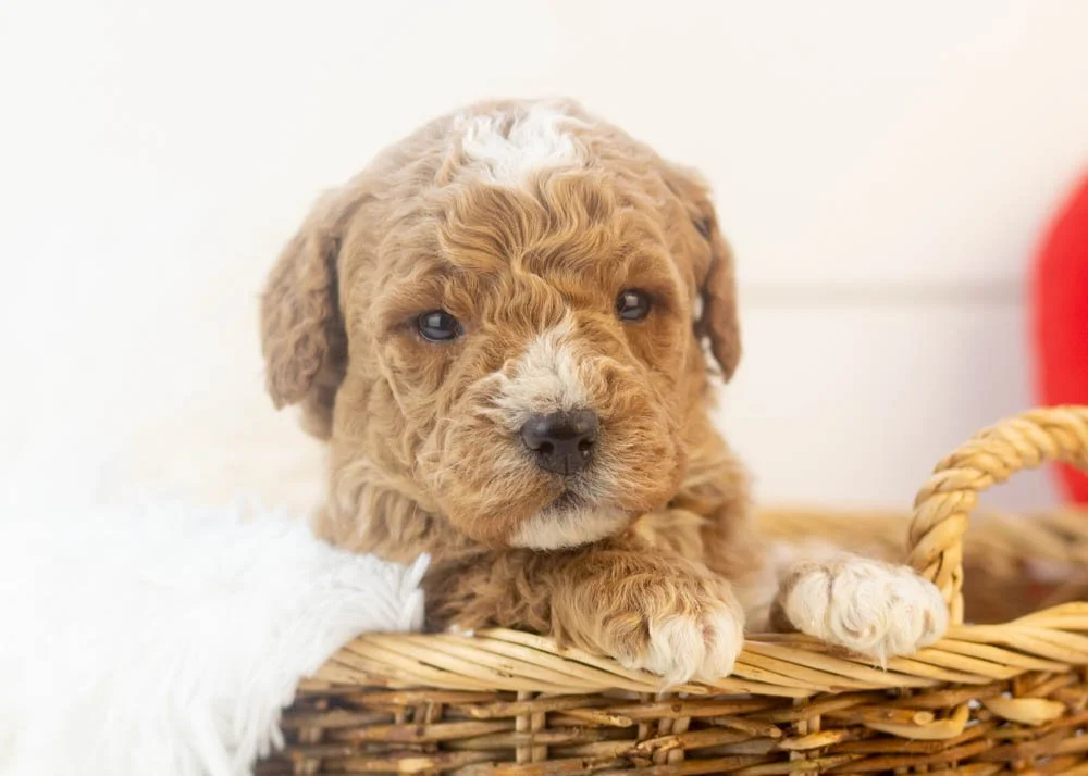North goldendoodle for sale(1).jpg