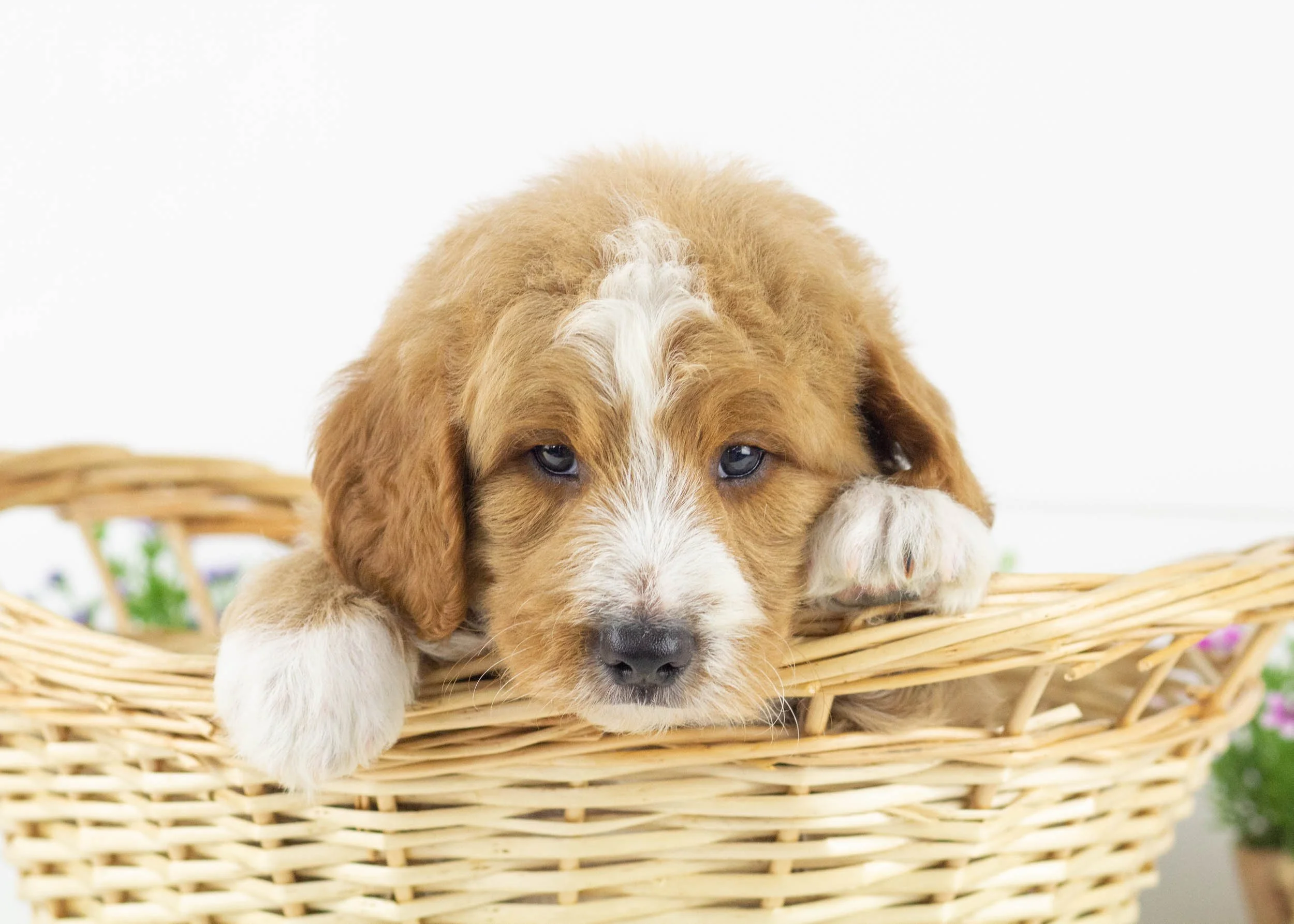 Eagle goldendoodle for sale.jpg