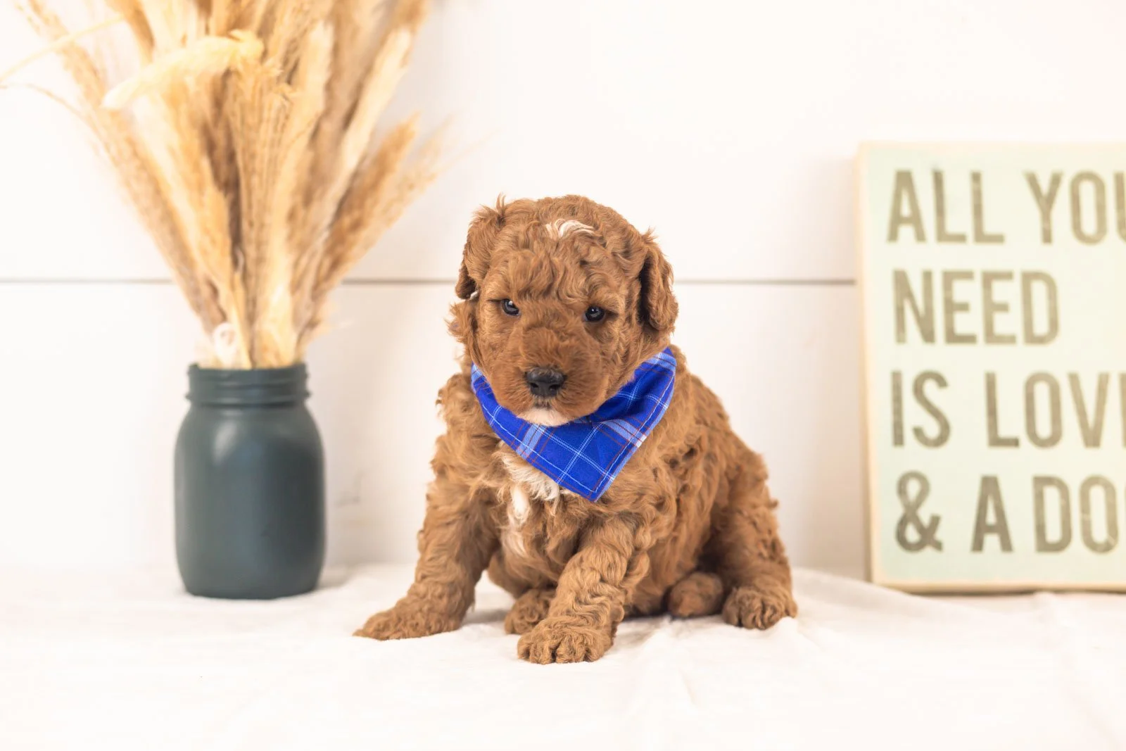 Humperdinck goldendoodle for sale(2).jpg