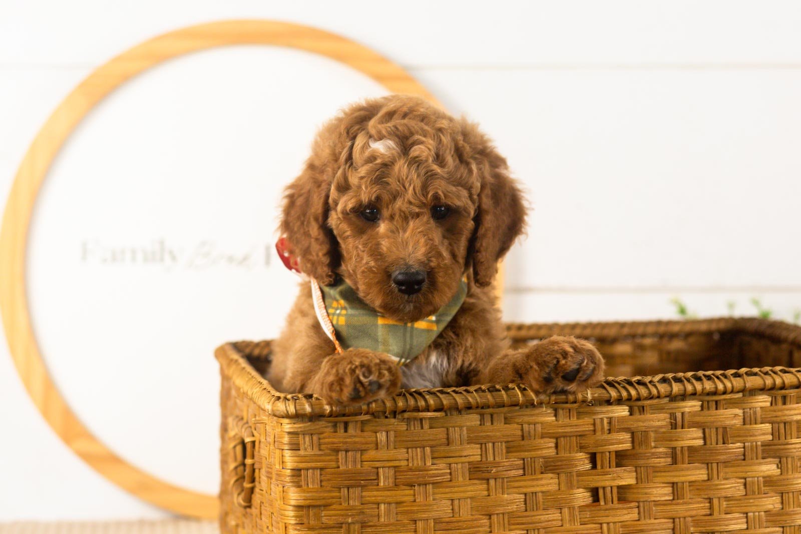 Denali goldendoodle for sale(3).jpg