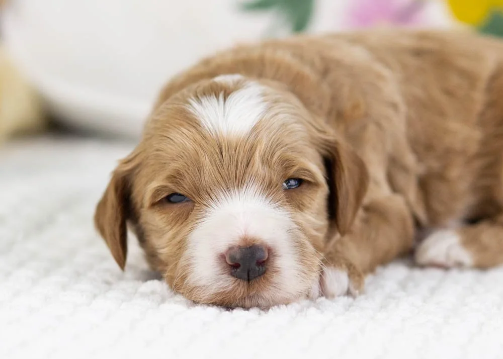 fisher goldendoodle for sale(3).jpg