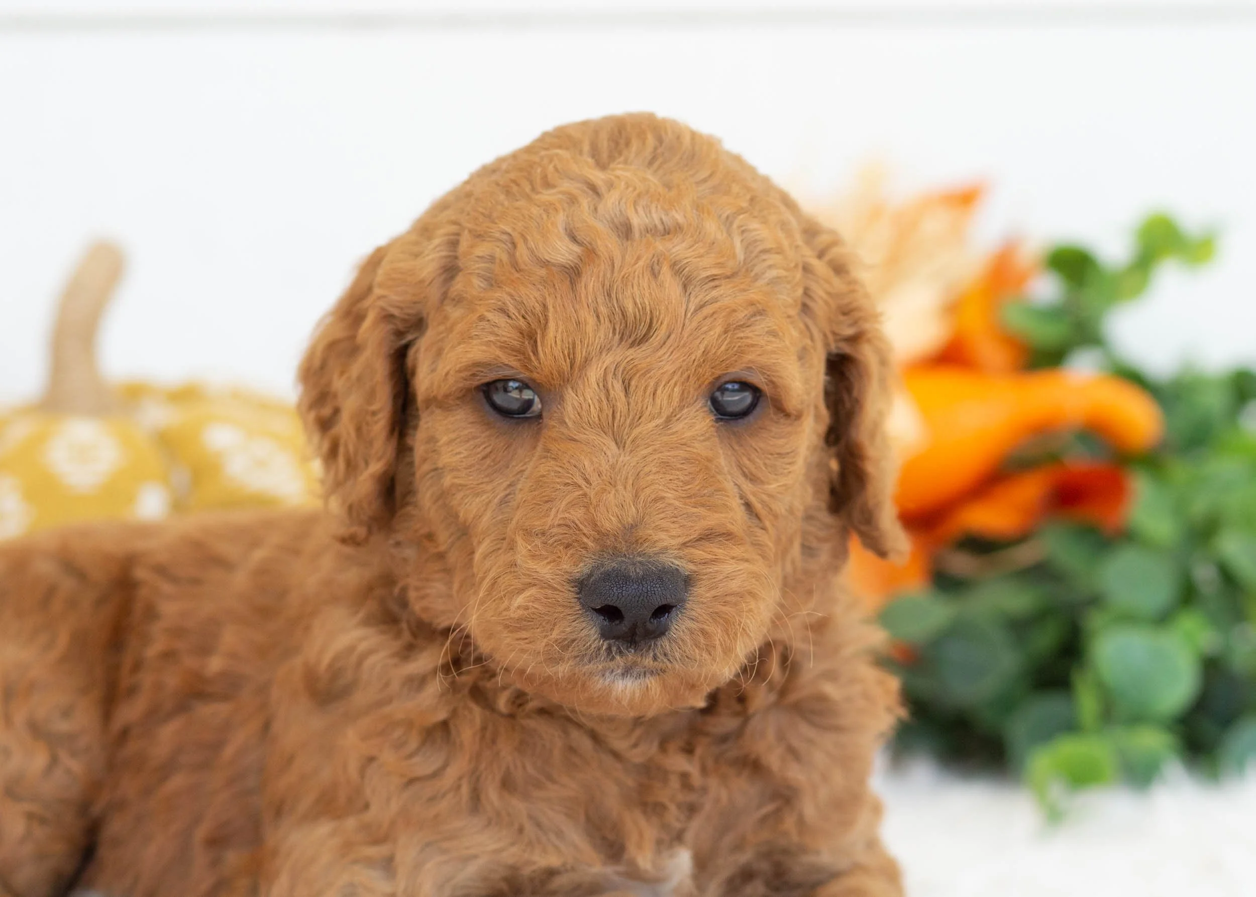 Barney goldendoodle for sale.jpg