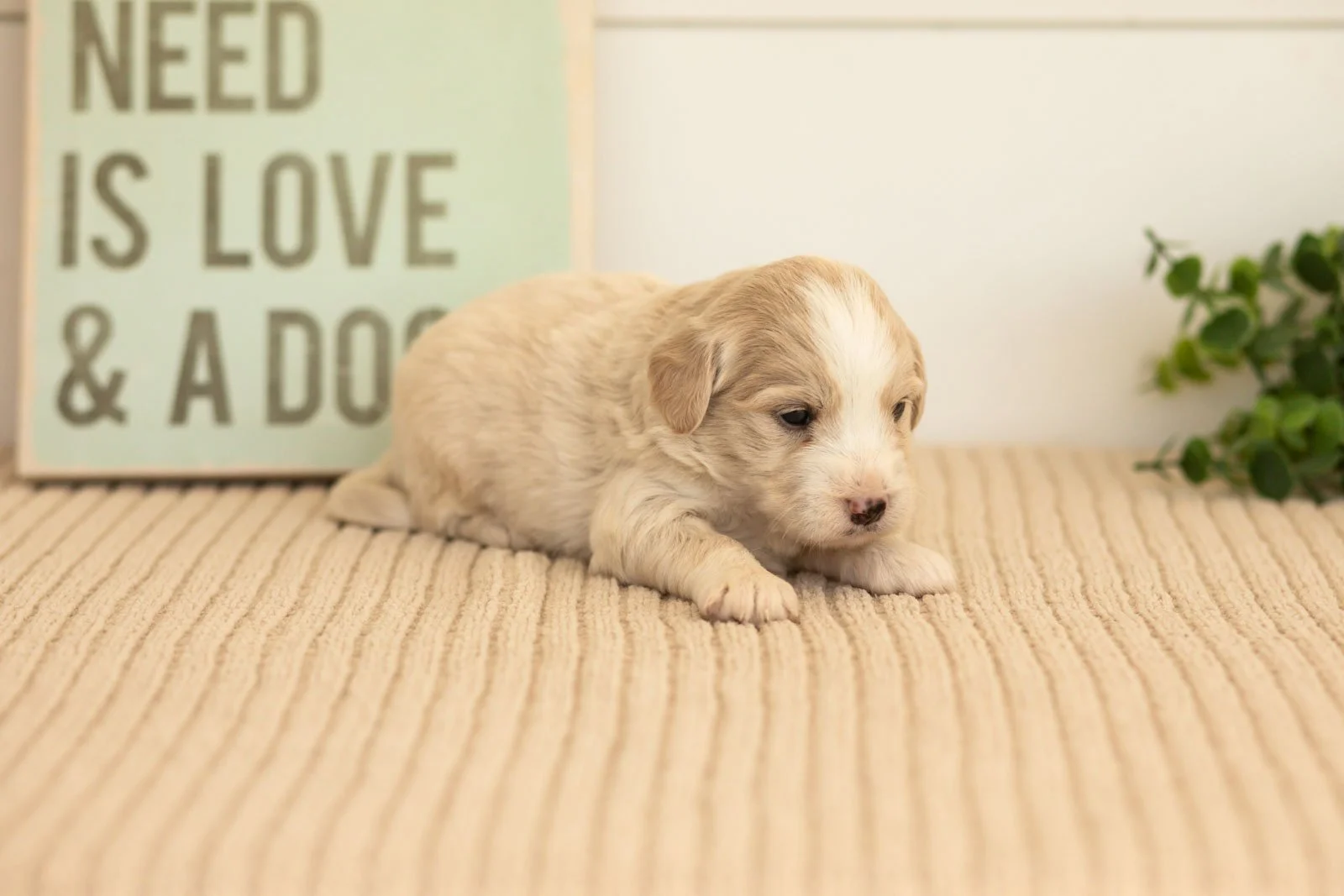 Marigold goldendoodle for sale(4).jpg