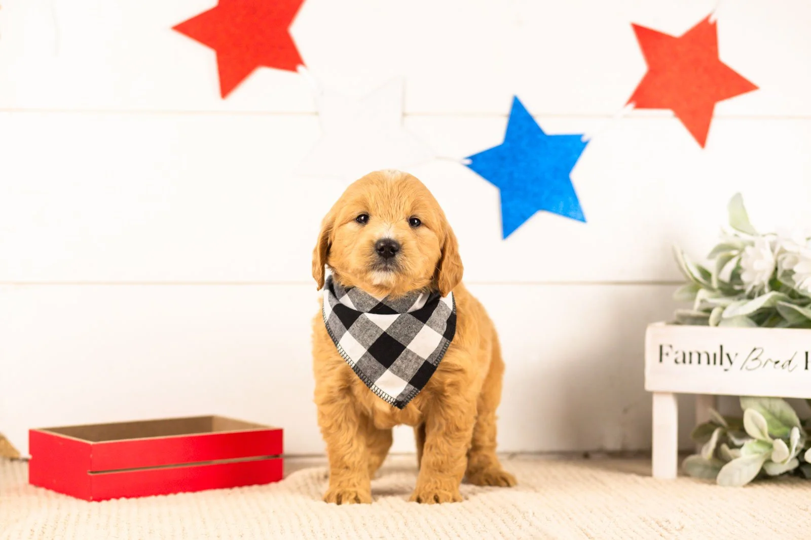 frodo goldendoodle for sale(3).jpg