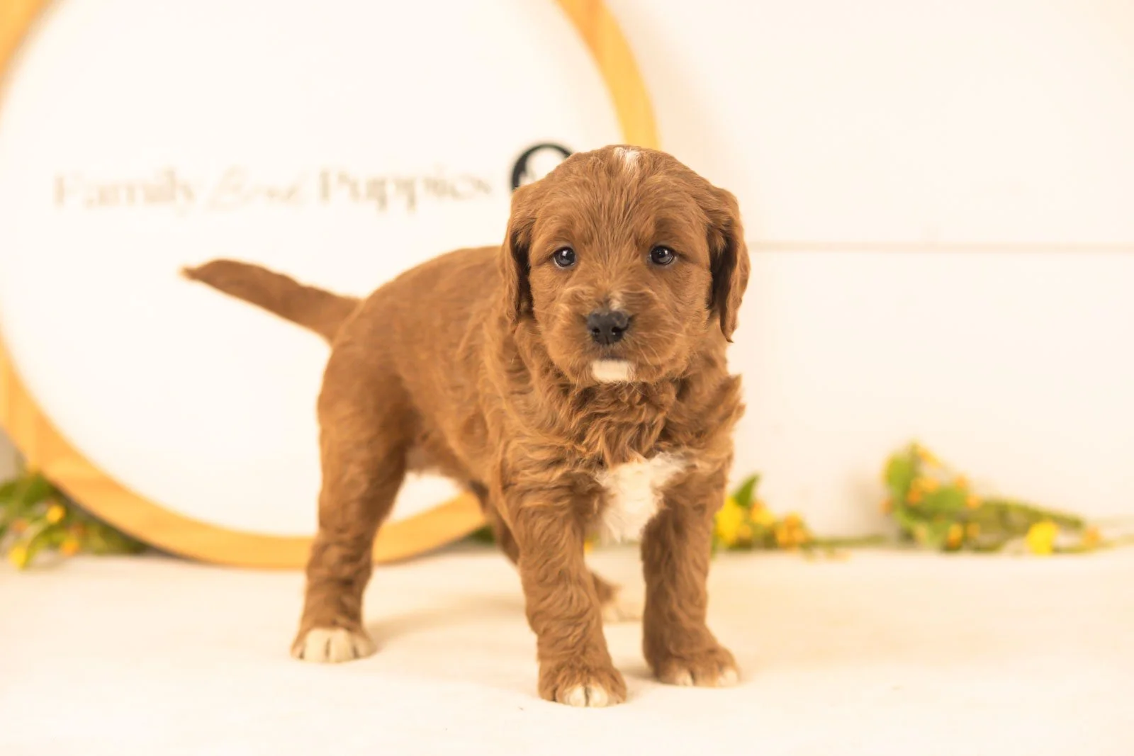 Oliver goldendoodle for sale.jpg