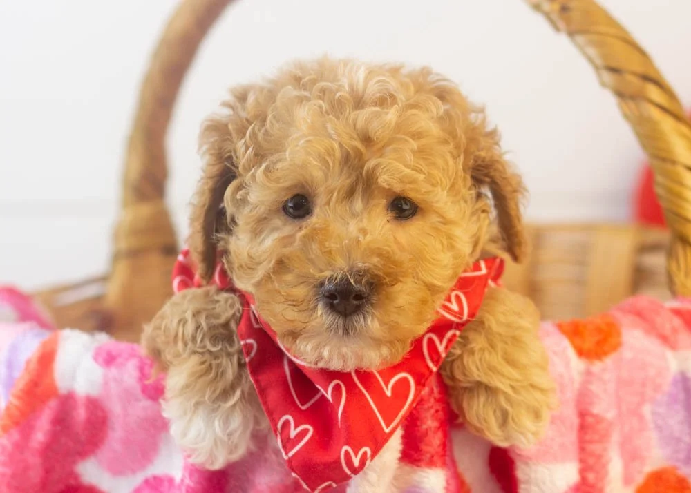 Everest goldendoodle for sale(1).jpg