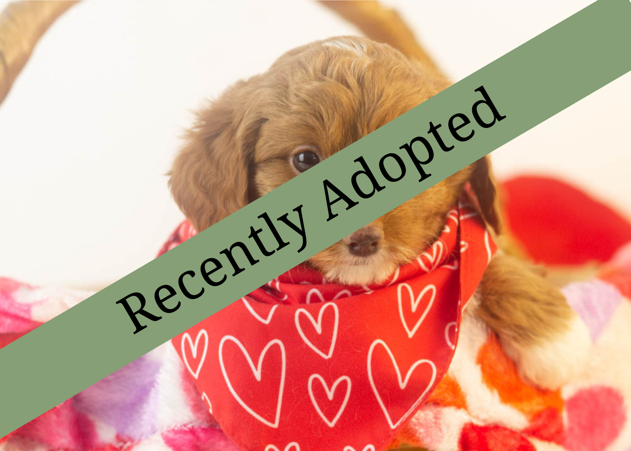 goldendoodle for sale