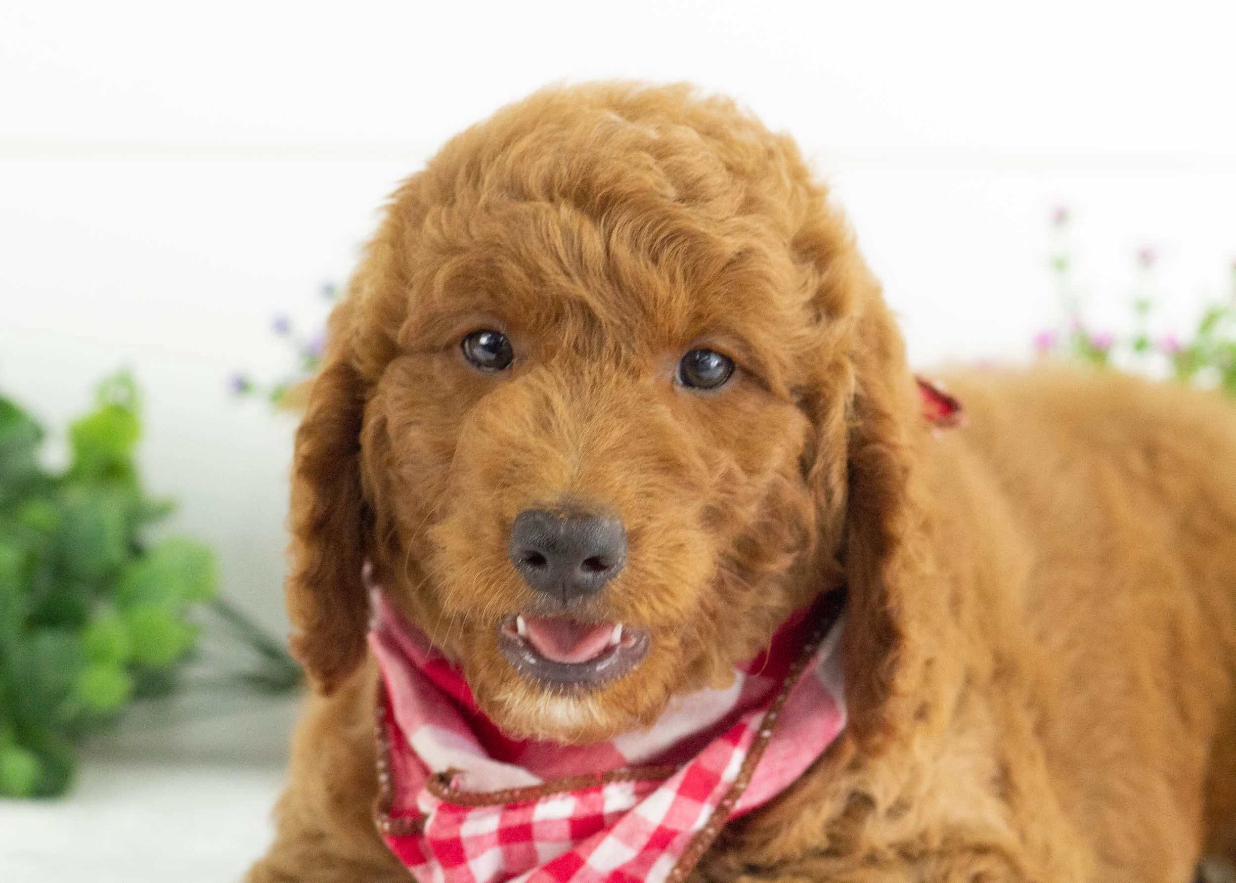 Buster Goldendoodle For Sale(2).jpg