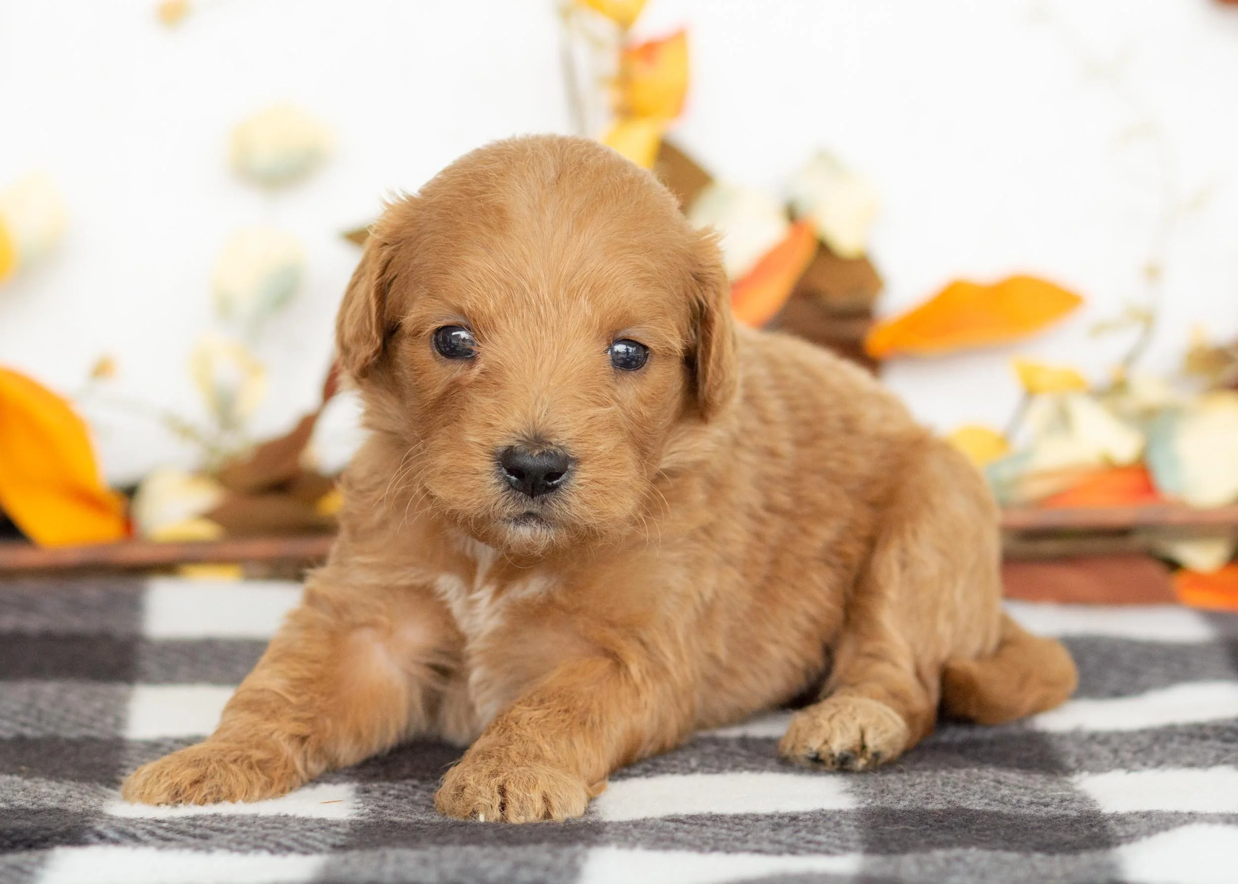 West goldendoodle for sale(3).jpg
