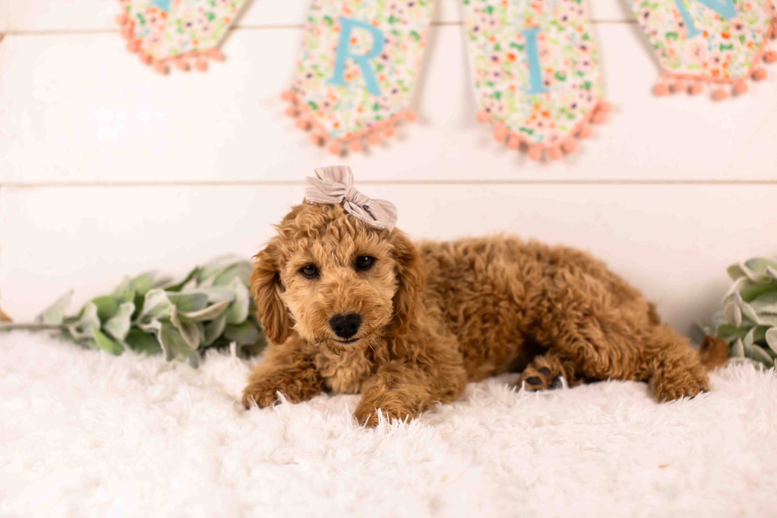 Georgia goldendoodle for sale(1).jpg