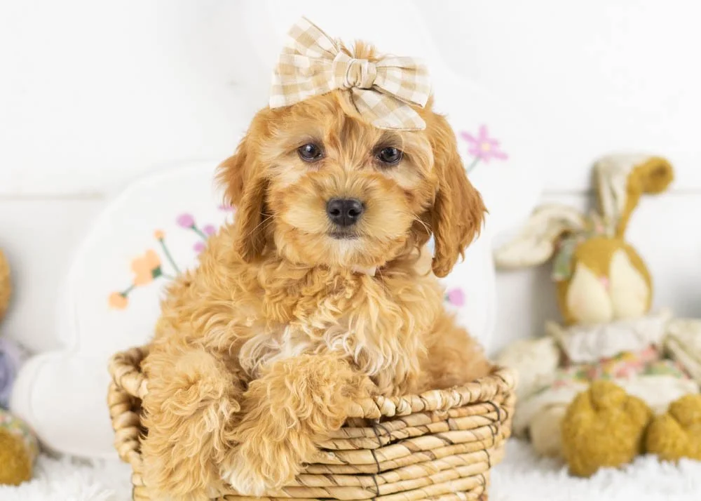 goldendoodle for sale