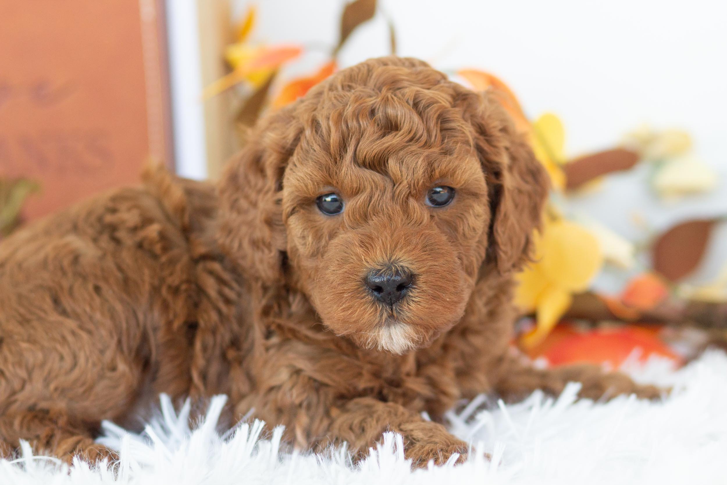 cargo goldendoodle for sale.jpg