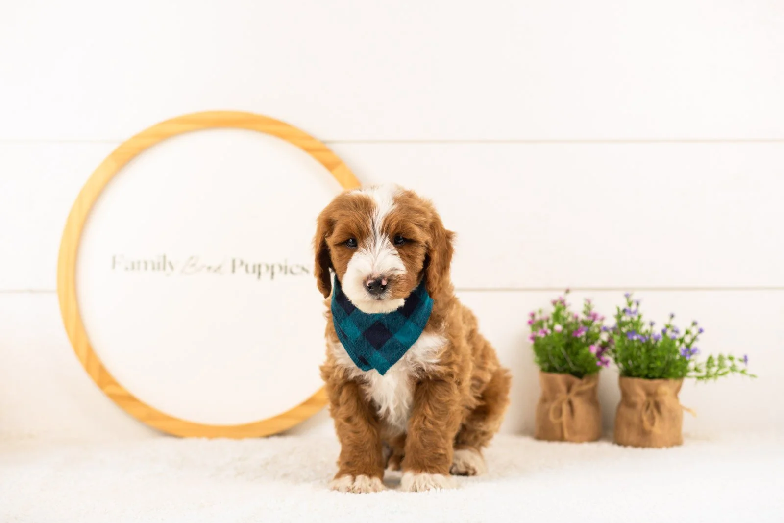 Horatio goldendoodle for sale(1).jpg