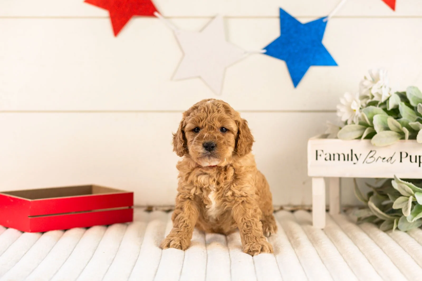 onyx goldendoodle for sale(1).jpg